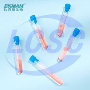 BKMAMLAB 110421012
